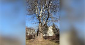 Protest na Saskiej Kępie. Mieszkańcy obawiają się o los pomnika przyrody