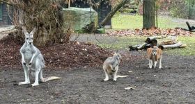 Finał plebiscytu na zwierzaka grudnia w Warszawskim ZOO - lwy kontra młode kangury